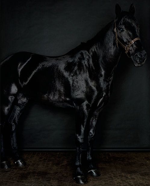 Artwork Title: Black Horse (profile)(Black) (II/II)