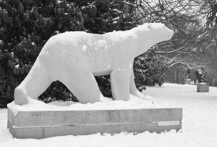 Artwork Title: Polar Bear