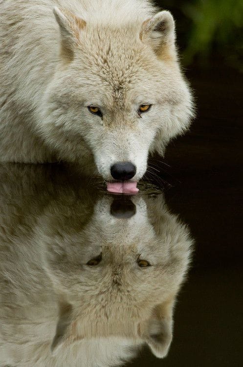 Artwork Title: Thirsty Wolf