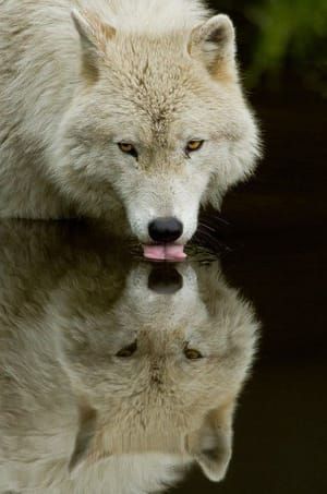 Artwork Title: Thirsty Wolf