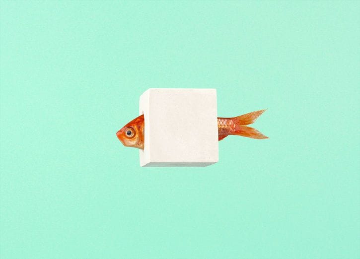 Artwork Title: Fish Plaster