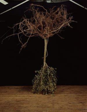 Artwork Title: Studio Tree