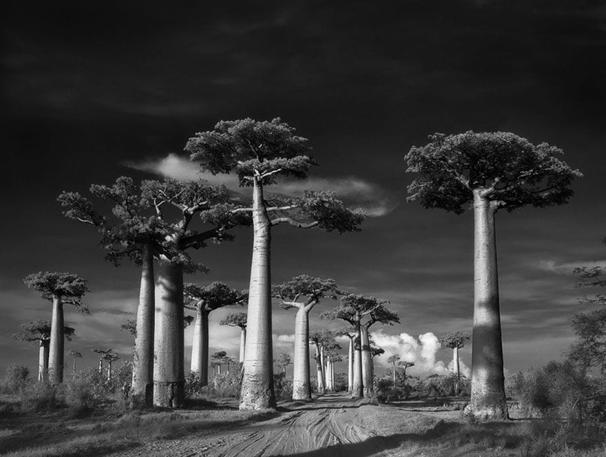 Artwork Title: Avenue of the Baobabs, Adansonia grandidieri, in Morondava, Madagascar