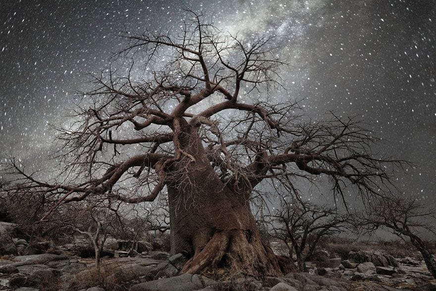 Artwork Title: Baobab Tree