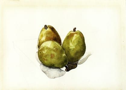 Artwork Title: Three Pears,