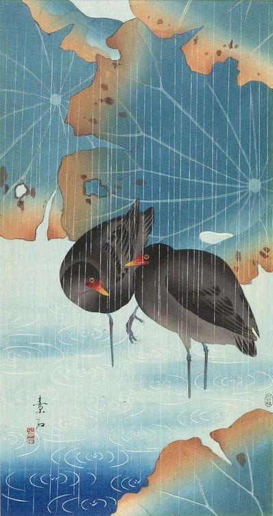 Artwork Title: Black Moorhens Under Lotus In The Rain