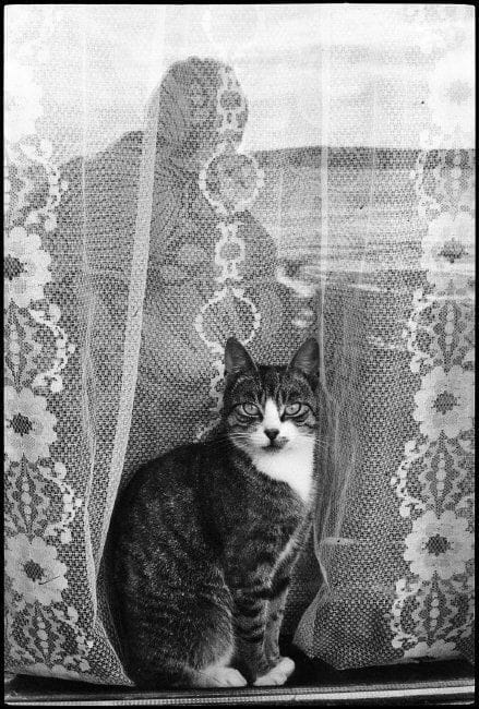 Artwork Title: Cat at Window