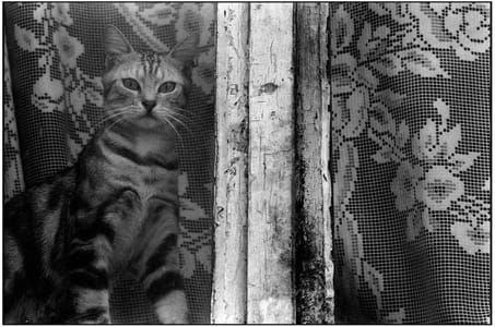 Artwork Title: Cat in a Window, Quartier de Belleville