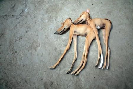 Artwork Title: Dali's sleeping puppies