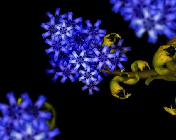 Artwork Title: Blue Lilac