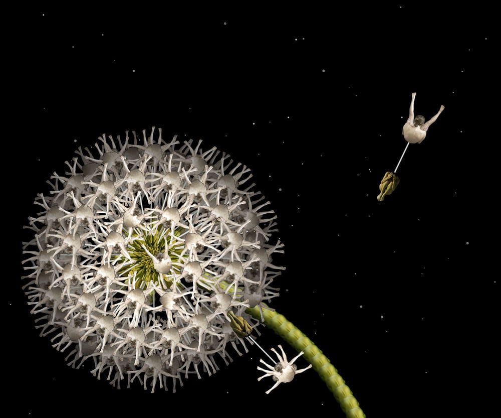 Artwork Title: White Dandelion
