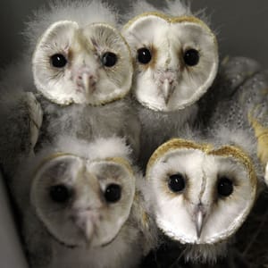 Artwork Title: Barn Owl chicks