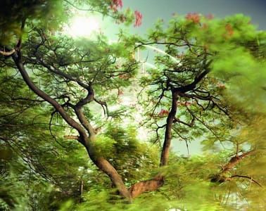 Artwork Title: Untitled