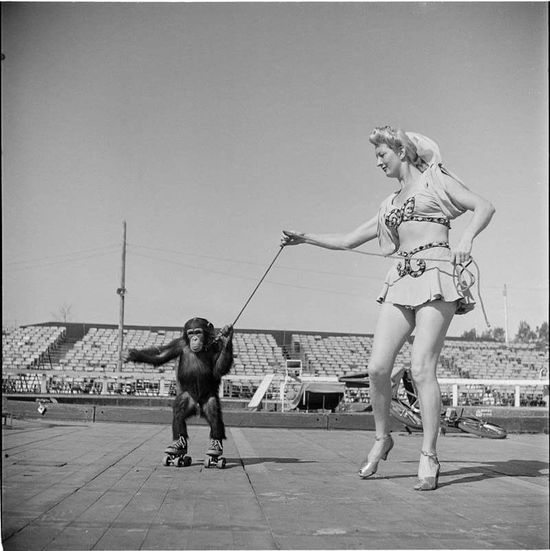 Artwork Title: Circus Woman With Rollerskating Monkey