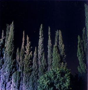 Artwork Title: Cypresses at Night, Kfar Giladi