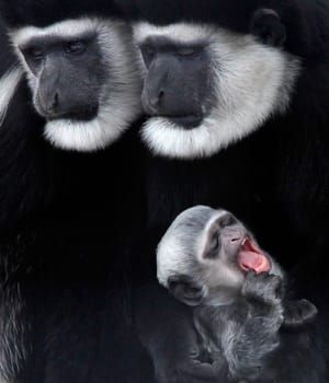Artwork Title: Abyssinian Colobus baby