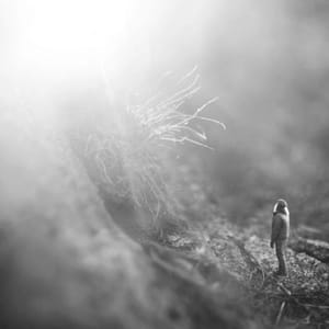 Artwork Title: Untitled