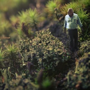 Artwork Title: Untitled