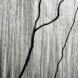 Artwork Title: Giant Bamboo, Study 2