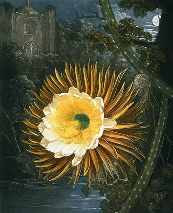 Artwork Title: Selenicereus (Night-Flowering Cactus)
