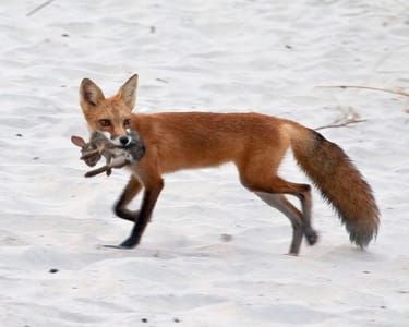 Artwork Title: Red Fox with Rabbit