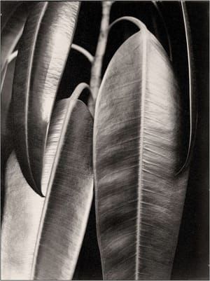 Artwork Title: Ficus elastic: Rubber Plant (Ficus elastic: Gummibaum)