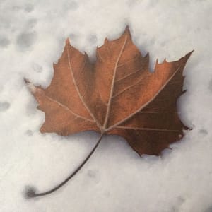 Artwork Title: Last Leaf, First Snow