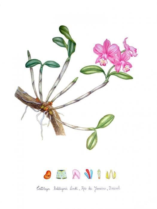 Artwork Title: Cattleya loddigesii