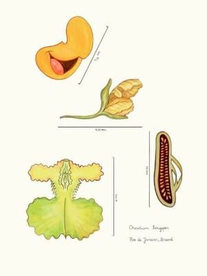 Artwork Title: Órgãos reprodutivos Oncidium longipes