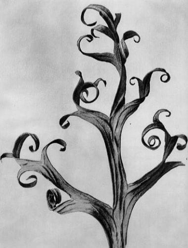 Artwork Title: Delphinium, Larkspur, part of a dried leaf