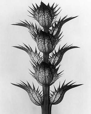 Artwork Title: Acanthus mollis (Acanthus mollis (Akanthus, Bärenklau. Deckblätter, die Blüten sind entfernt, in 4fa