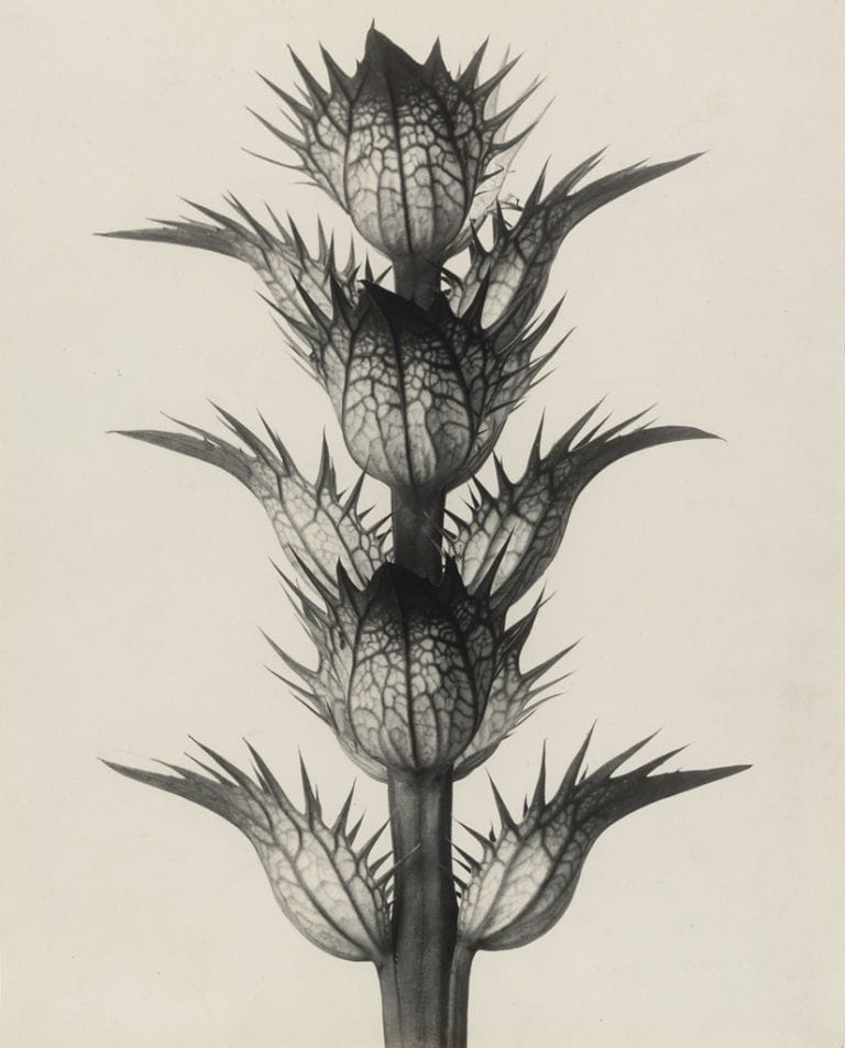 Artwork Title: Acanthus mollis (Acanthus mollis (Akanthus, Bärenklau. Deckblätter, die Blüten sind entfernt, in 4fa