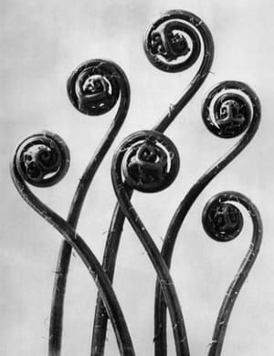 Artwork Title: Adiantum pedatum, Maidenhair fern, young unfurling fronds