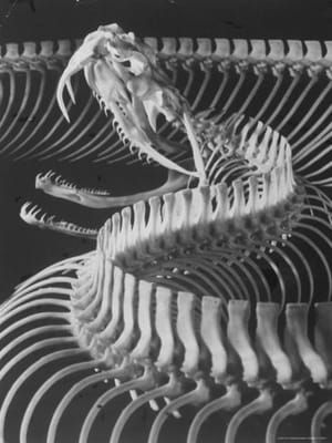 Artwork Title: Skeletal Structure of a Viper Snake