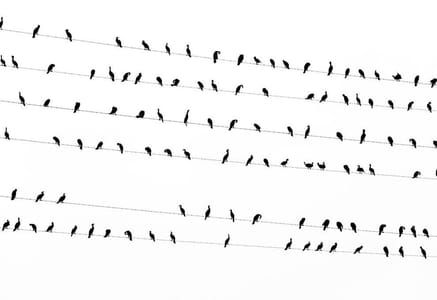 Artwork Title: Untitled