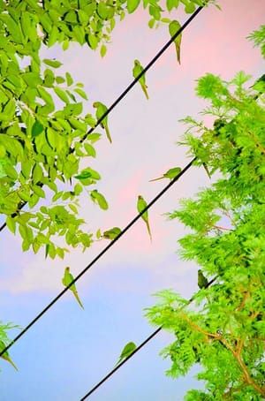 Artwork Title: Untitled