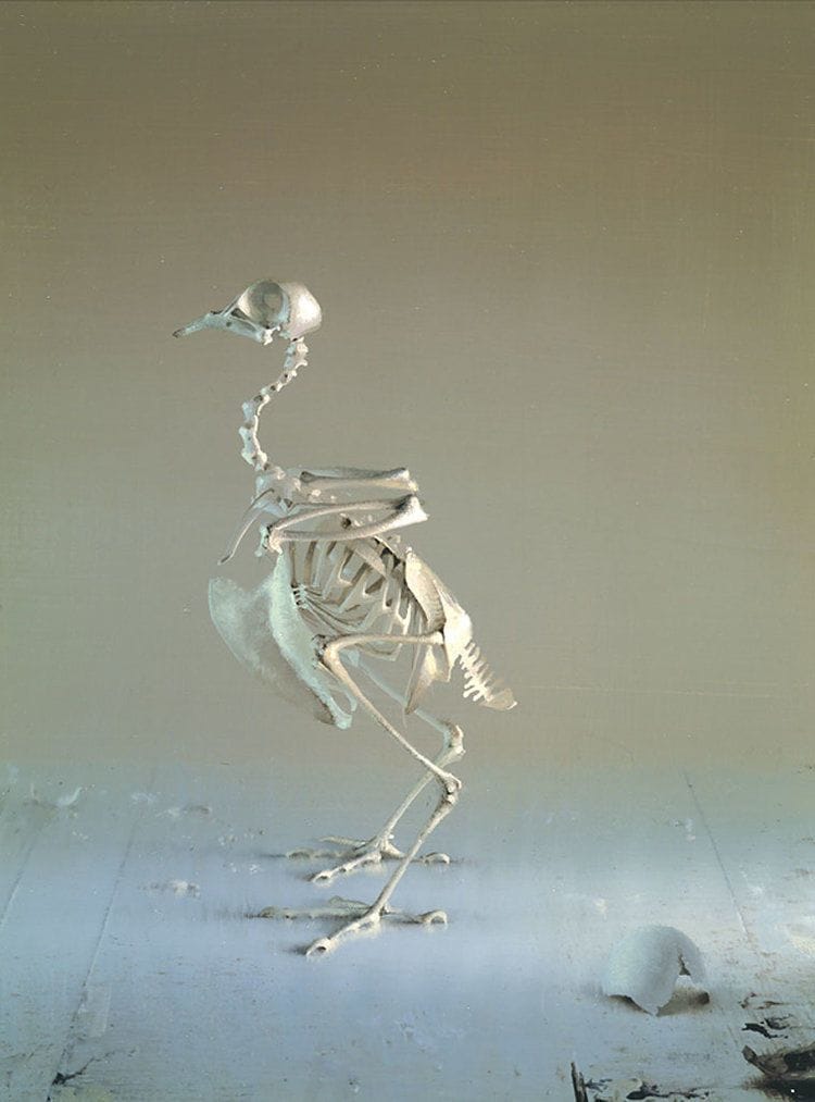 Artwork Title: Bird Skeleton