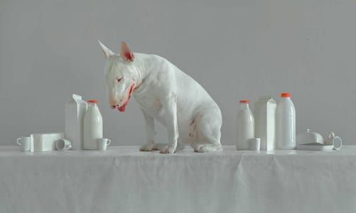 Artwork Title: Untitled