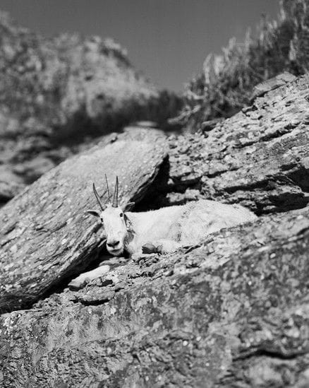 Artwork Title: Auto Reincarnated and Geotagged, (Mountain Goat with GPS device), Logan Pass,Montana