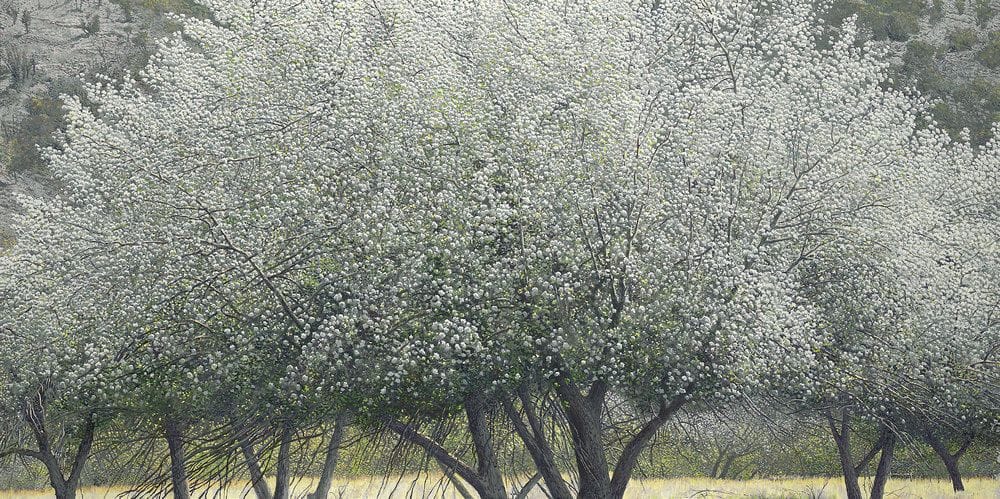 Artwork Title: Arroyo Hondo Apple Orchard