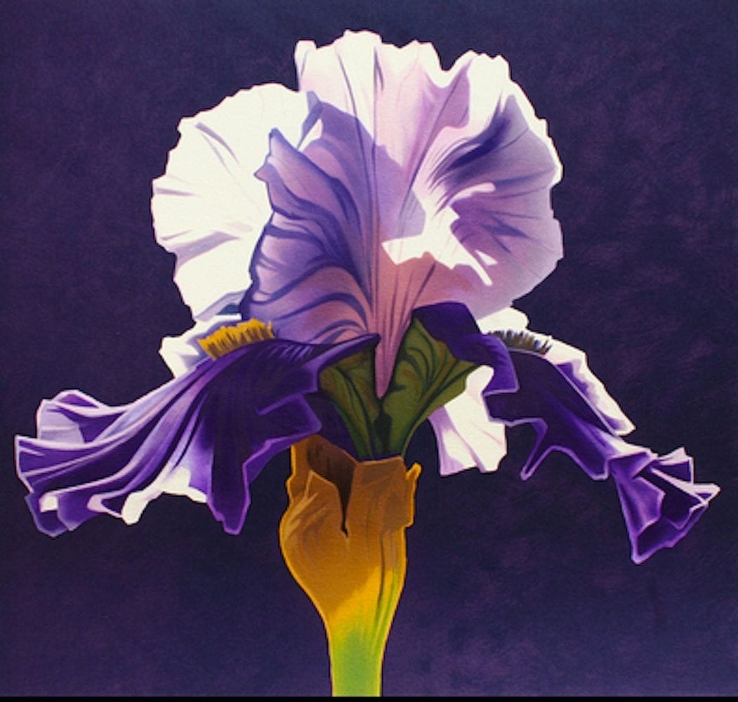 Artwork Title: Morning Iris