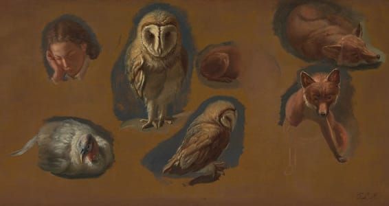Artwork Title: Studies of a Fox, a Barn Owl, a Peahen, and the Head of a Young Man