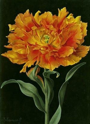Artwork Title: Orange Double Tulip