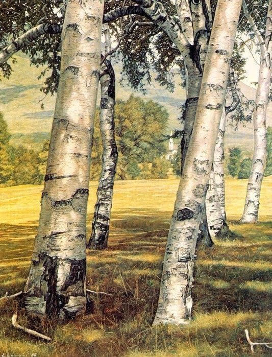 Artwork Title: Steeple through the Birches