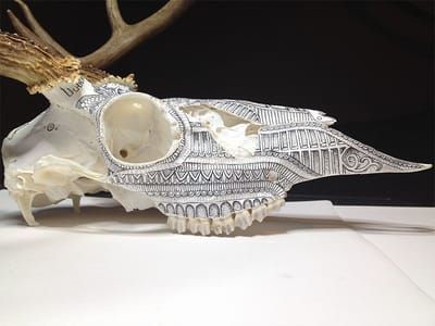 Artwork Title: White Tail Deer Skull Inked