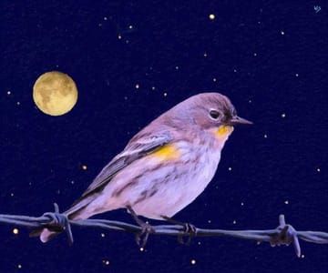 Artwork Title: Ptak, księżyc, kolczasty drut  (Bird, Moon, Barbed Wire)