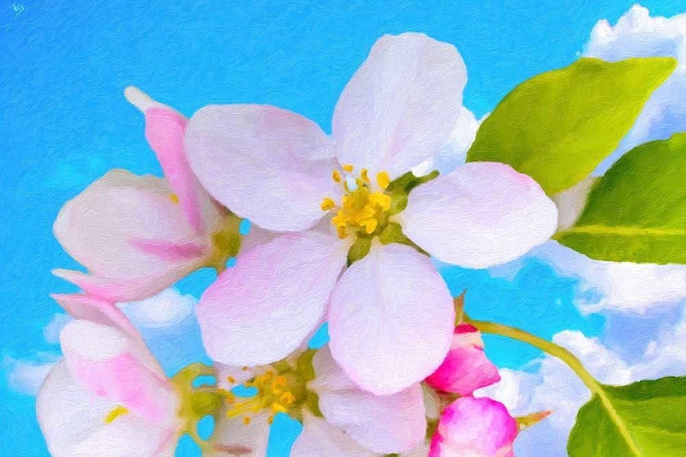 Artwork Title: Różowe kwiaty jabłoni w niebie (Pink Apple Blossums Against the Sky)