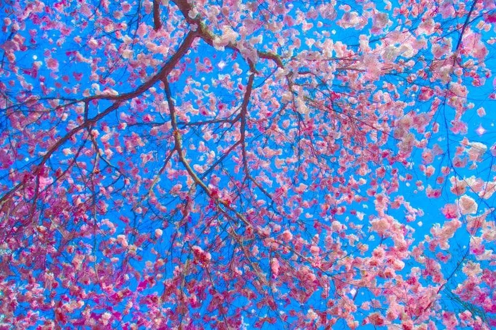 Artwork Title: Gałęzie kwitnącej jabłonki w niebie (Blossoming Apple Tree Branches against the Sky)