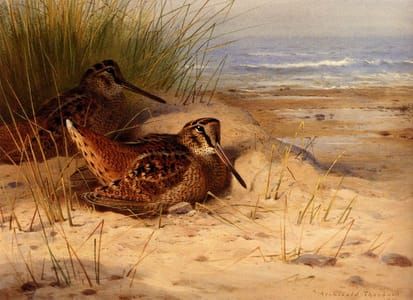 Artwork Title: Woodcock Nesting On A Beach