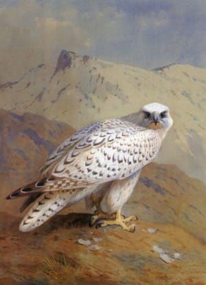 Artwork Title: A Greenland or Gyr Falcon